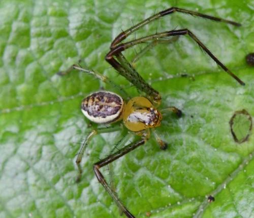 Réf. 322 792 : Diaea dorsata